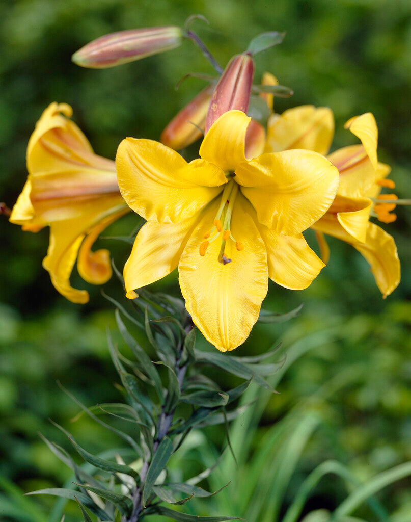 Trompet Lily-Lilium Golden Splendor 2-pakning NYHET